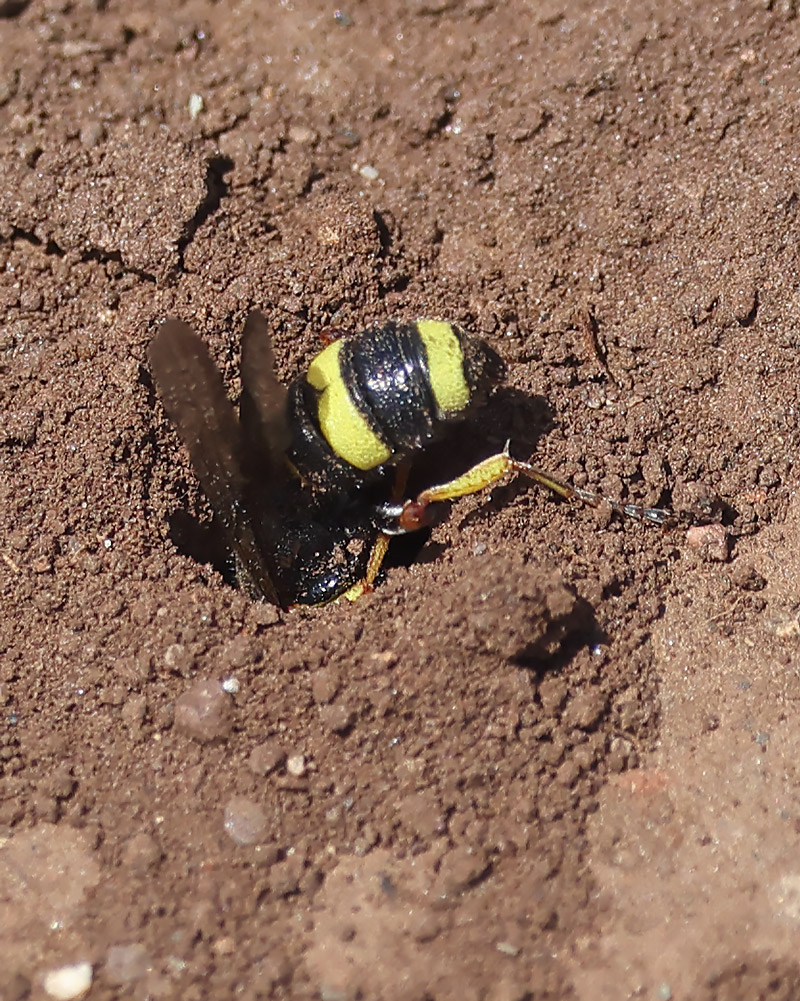 Ornate digger wasp